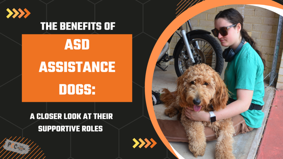 the-benefits-of-asd-assistance-dogs-a-closer-look-at-their-supportive